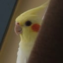 corallyeepy#0