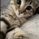 catduos#0